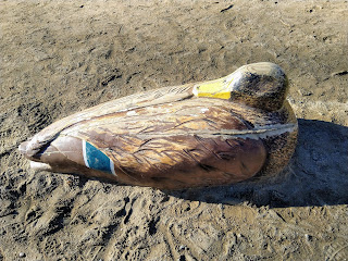 Ankkapatsas hiekalla, duck statue on sand