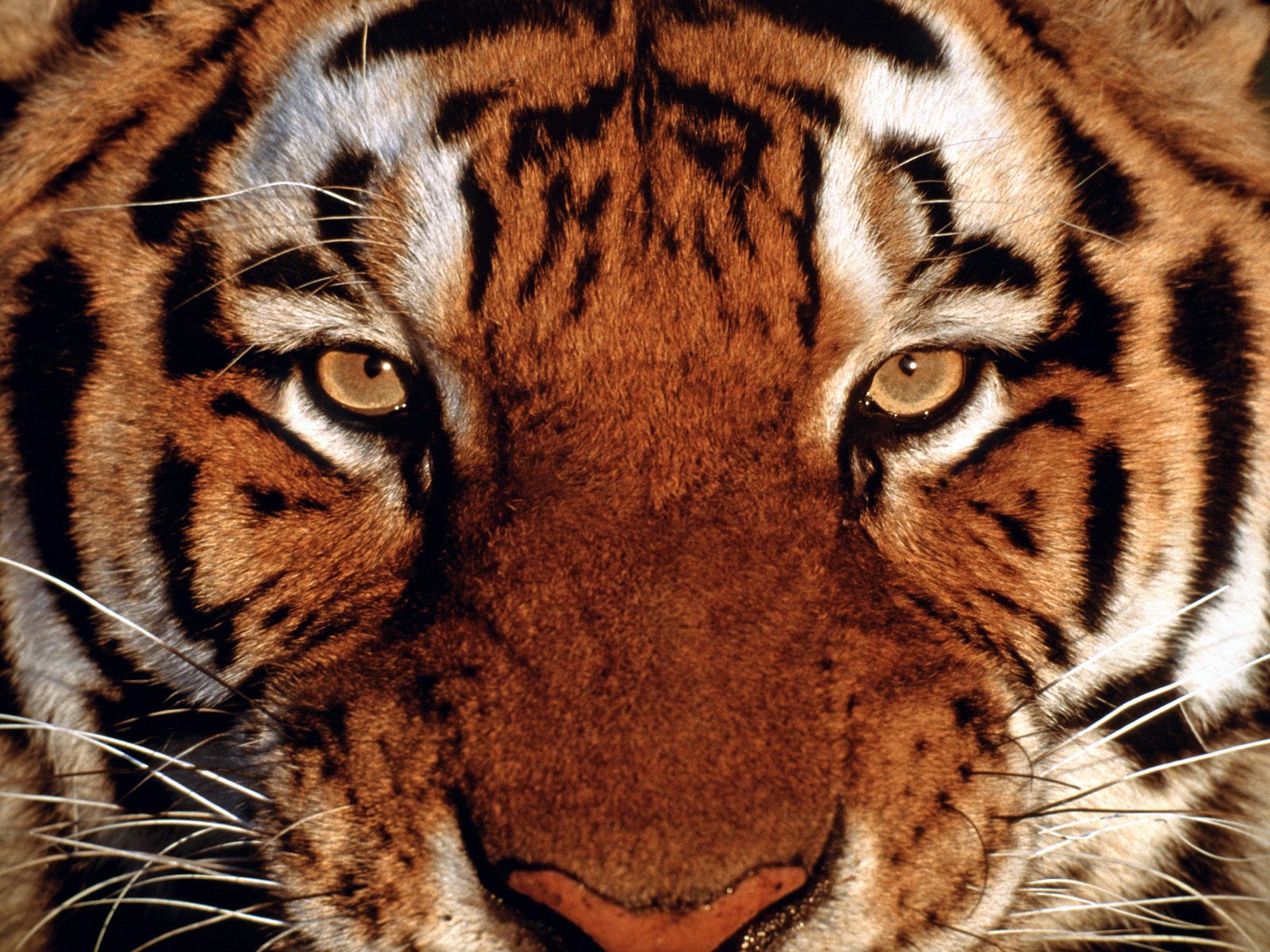 Best Desktop HD Wallpaper - Tiger HD wallpapers