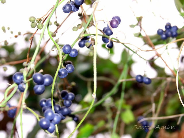 Cocculus orbiculatus