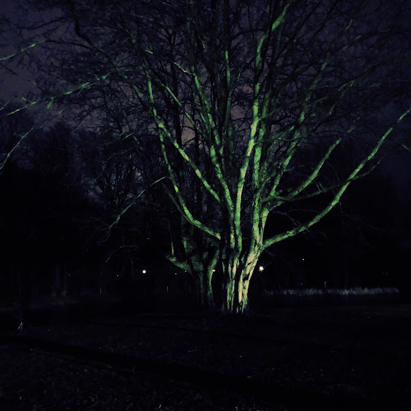 Bomen bij avond, verlicht door lantaarns in de buurt