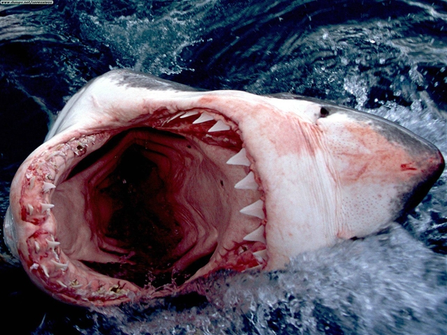 great white shark jaws