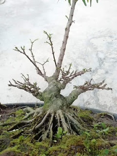 Cara Membuat Bonsai Yang Baik dan Terstruktur