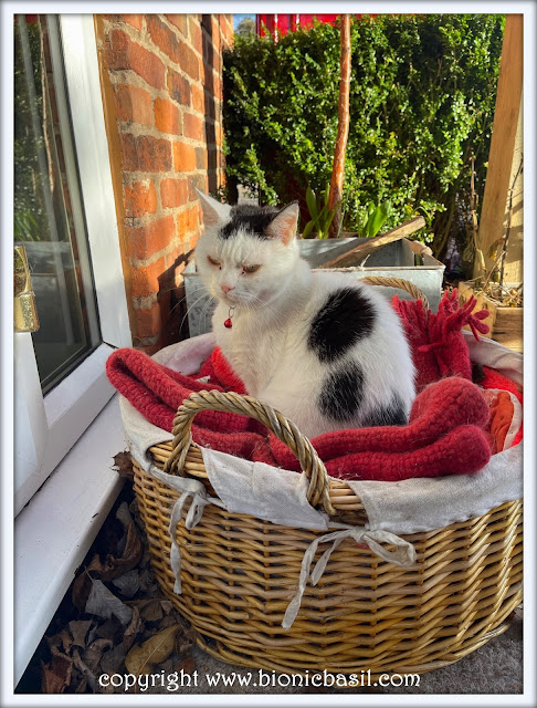 The BBHQ Midweek News Round-Up ©BionicBasil® Smooch in His Outdoor Basket