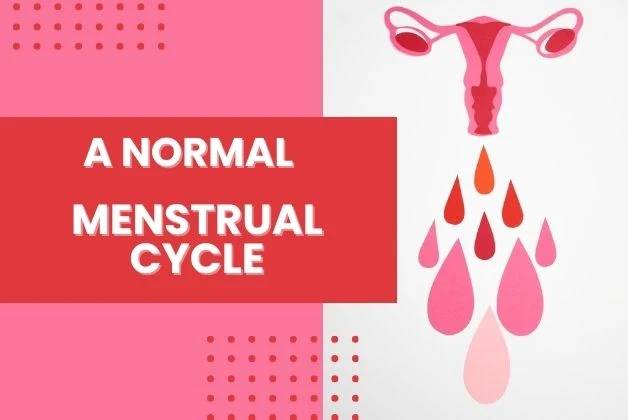 8 Types of Abnormal Menstruation: Anatomy of the uterus and blood drops describing a normal menstrual cycle