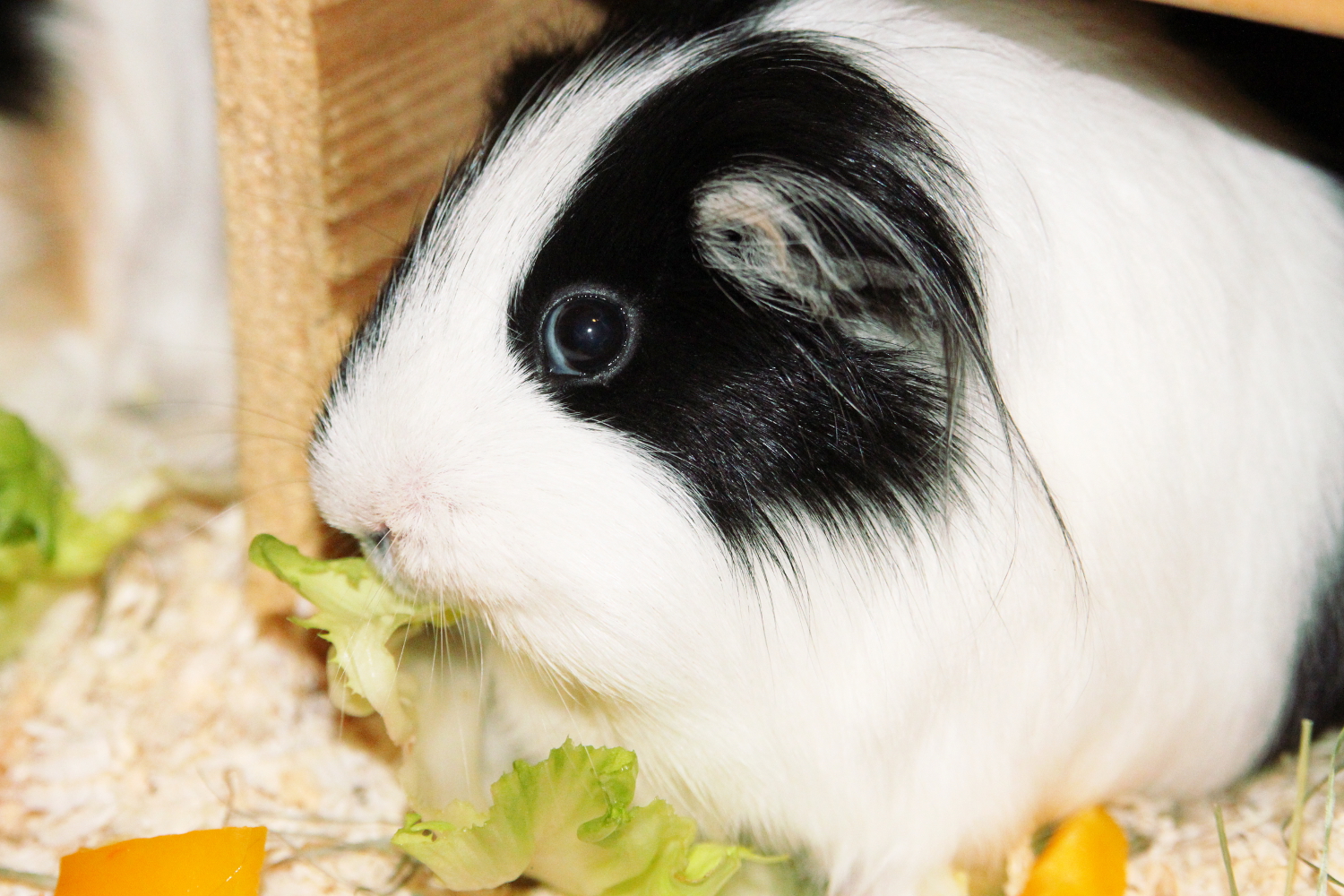 lustige bilder meerschweinchen - Lustige Meerschweinchen Lizenzfreie Stockbilder Bild 