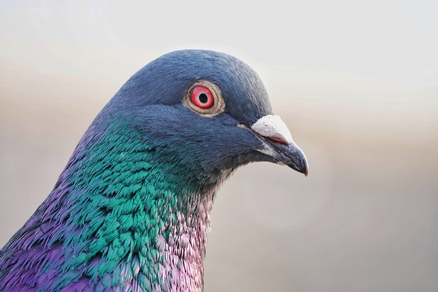 41 ways to see pigeon in a dream islam