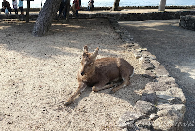 宮島鹿