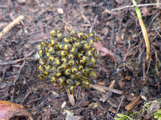 Nid d'araignée - Araignées grégaires - Jeunes araignées - Araignée jaune