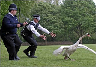 They also chase a swan ... so it's got that going for it.