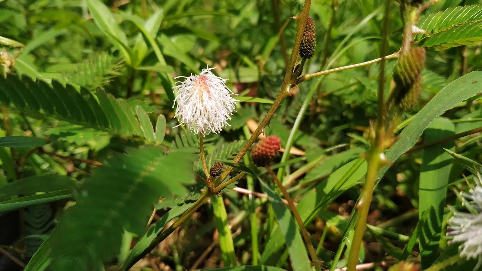 Beautiful Garden flower