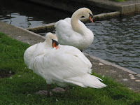 cisnes en el Pasatiempo