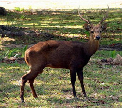 Calamian deer