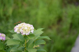 南指原ほたるの里紫陽花