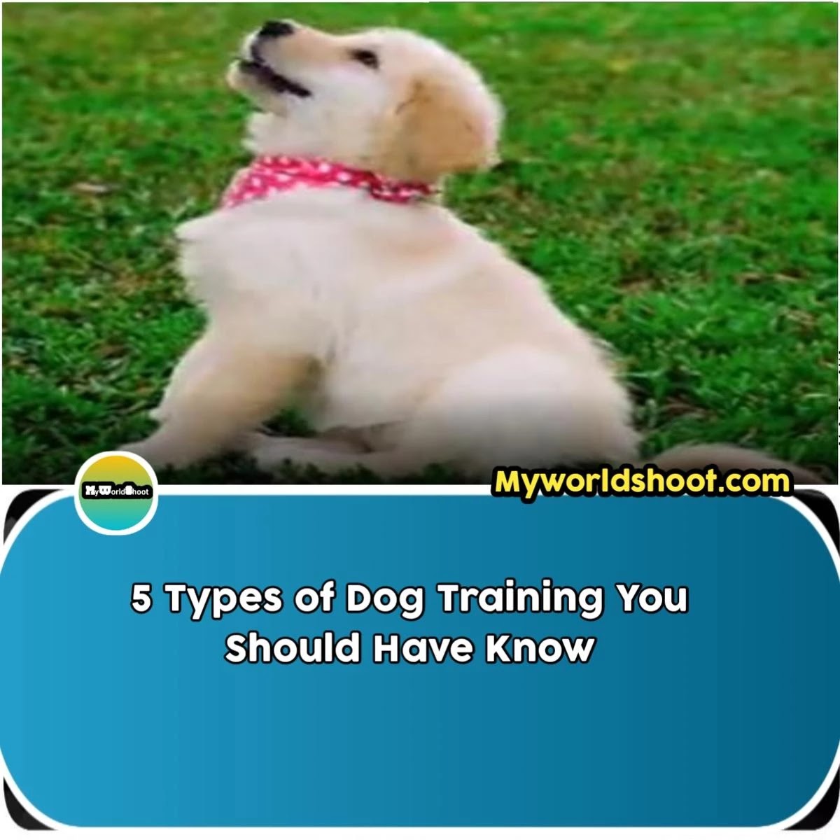 5-Types-of-Dog-Training-You-Should-Have-Know