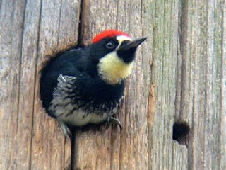 Acorn Woodpeckers