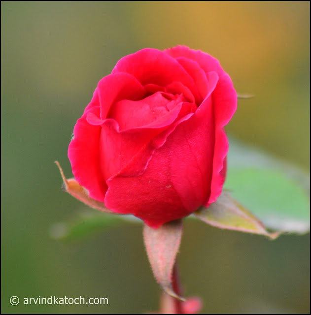 Red Rose, Rose, Bud