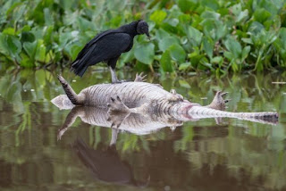 "La planta Valdivia afectó no solo a la fauna, flora y aguas, sino también al valor paisajístico", señala el fallo (AFP).