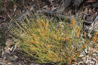 Daviesia hakeoides