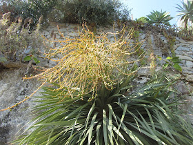 Dracaena draco