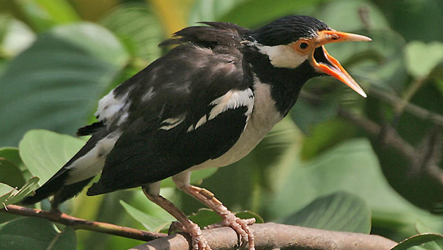 jenis burung jalak suren