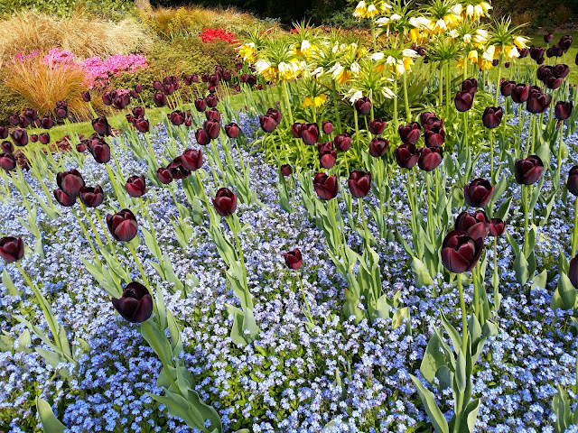 Tulips