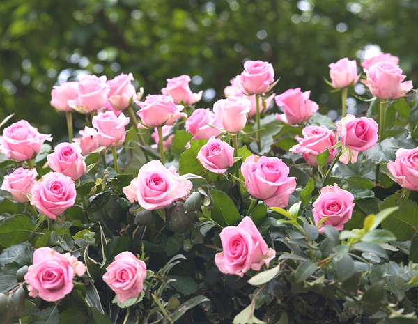 rose farming, commercial rose farming, rose farming business, how to start rose farming, rose farming for beginners, rose farming tips, rose farming profits