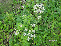 Tordylium+apulum Blooming Τα άγρια φαγώσιμα χόρτα της Ελλάδας!