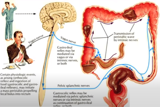 Process of Intestine