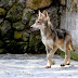 Nacen cachorros de lobo gris mexicano en el edoméx