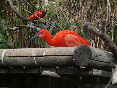 Oceanogràfic Valencia Aviario