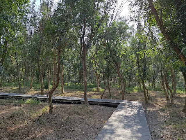 溪州公園森林區 - 芬多精步道 溪州公園森林區 - 芬多精步道
