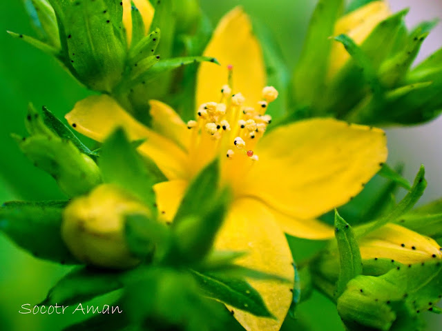 Hypericum erectum