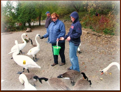 trumpeter swan ontario. feed the Trumpeter Swans.