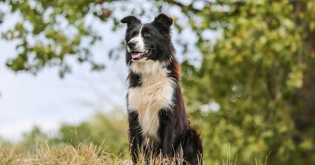 À quel âge se calme un Border Collie