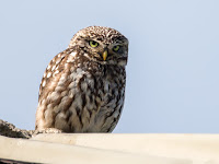 Little Owl - Winster