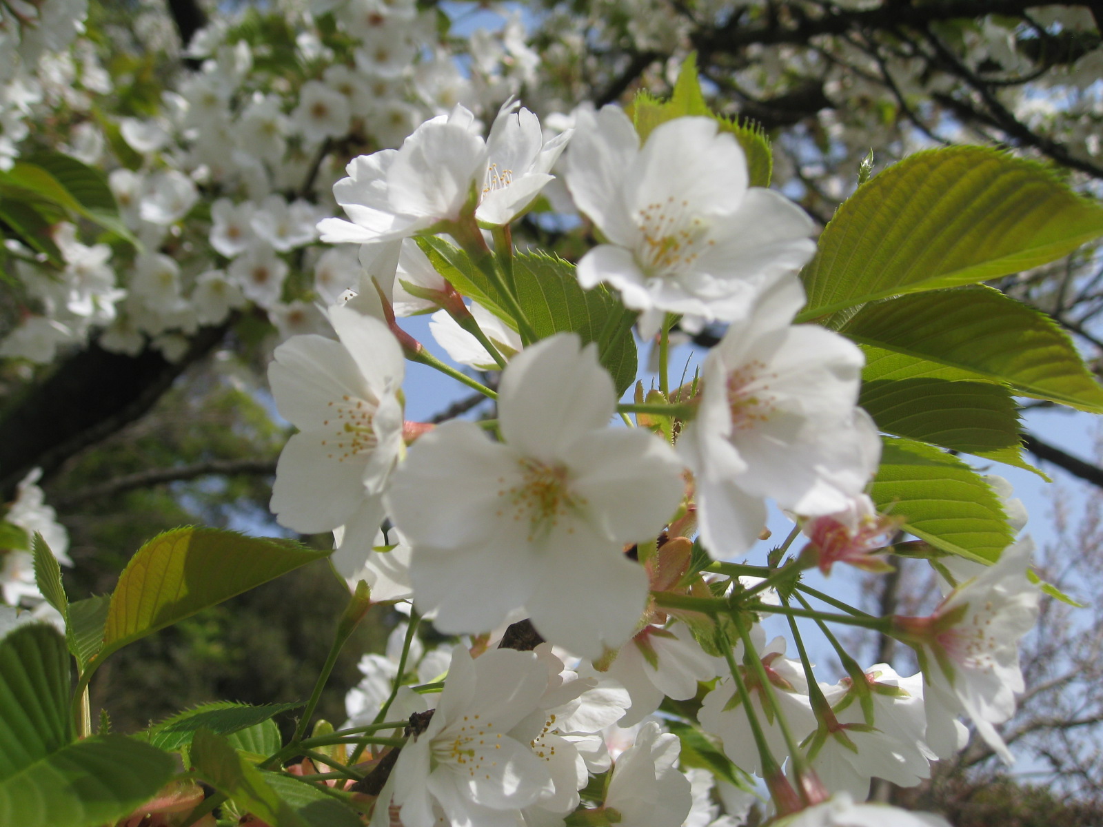 今年は サトザクラ も早い 白 が名前につく桜 18 4 4