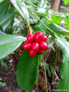 Buah Asoka hutan sudah matang berwarna merah