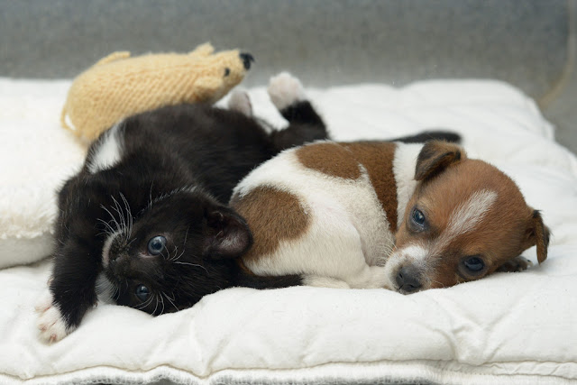 Buttons the puppy and Kitty the kitten become best friends, adopted animals, animal friends, cute baby animals