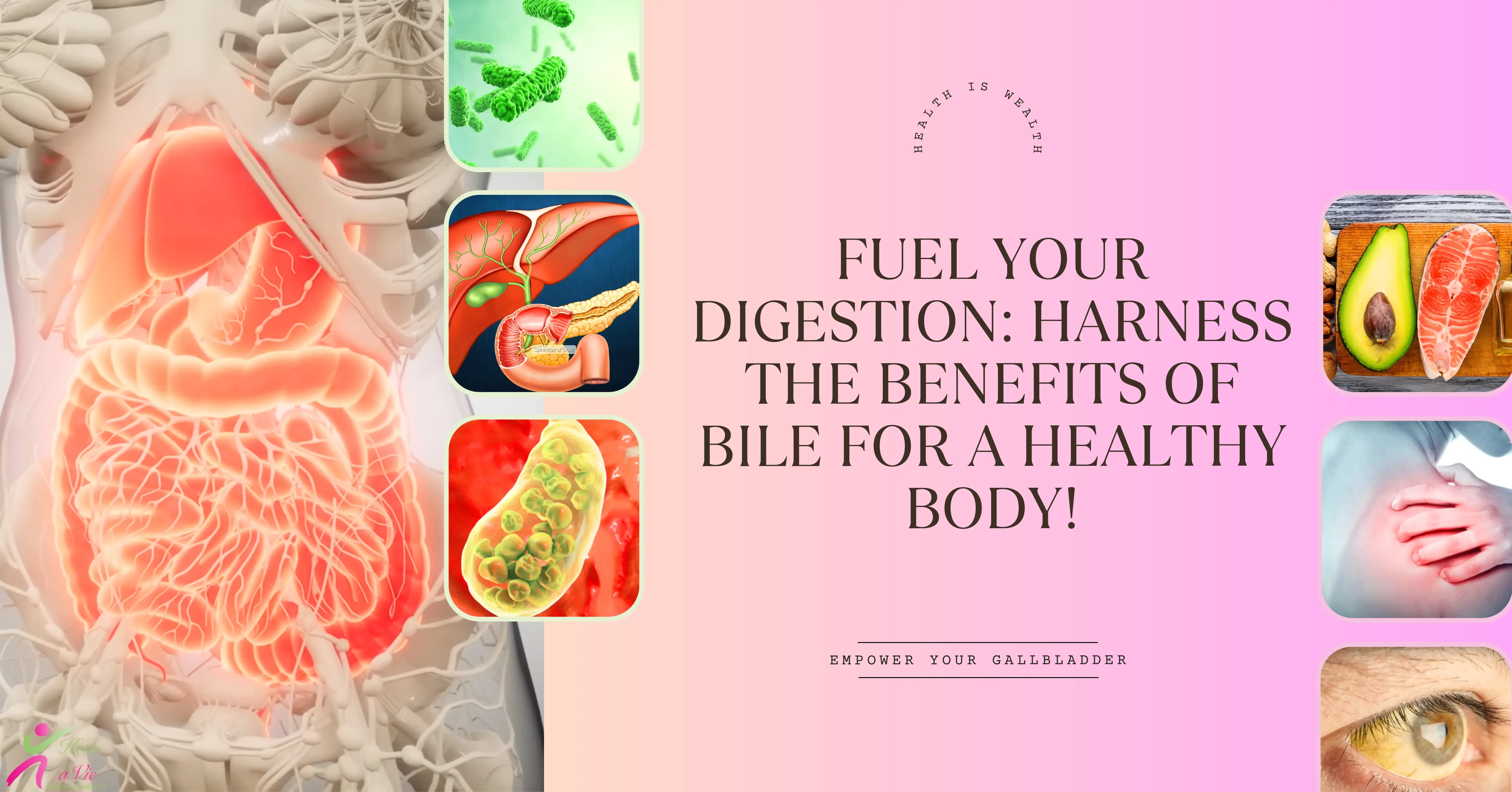 Body and Liver Illustration: Harnessing the Benefits of Bile