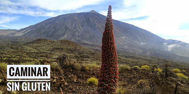 Tajinaste rojo y pico del Teide desde sendero de La Fortaleza