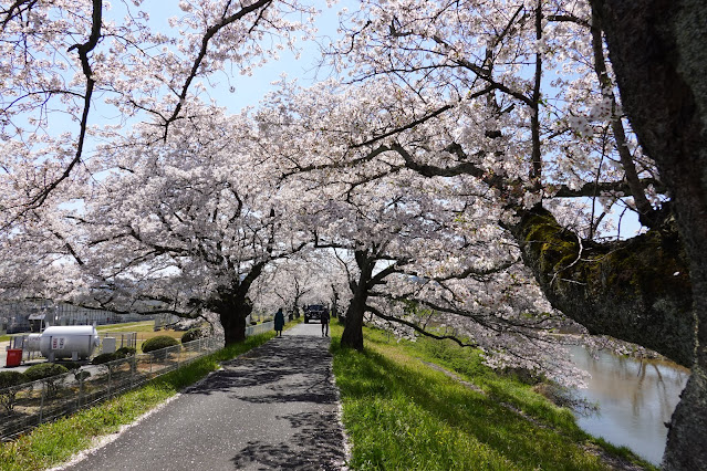 法勝寺川桜並木道　ソメイヨシノ桜