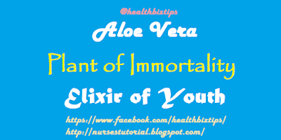 Aloe Vera -- Plant of Immortality & Elixir of Youth