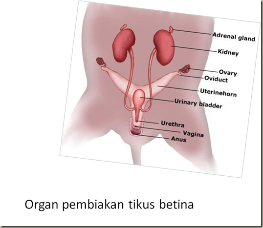 KOLEKSI TUGASAN: ANATOMI : SISTEM ANATOMI TIKUS MAKMAL