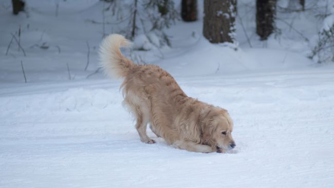 Winterize Your Dog