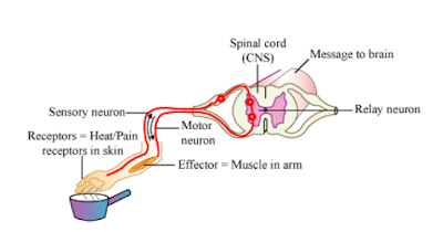 CONTROL AND COORDINATION