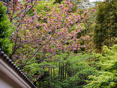 Yae-zakura (double‐flowered cherry tree) flowers: Engaku-ji