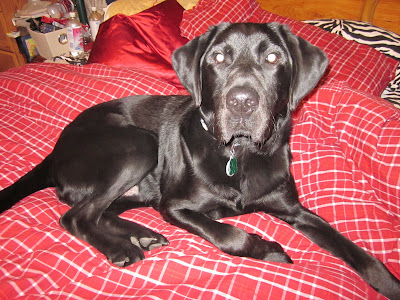 Dagan lying in the middle of the bed, looking content