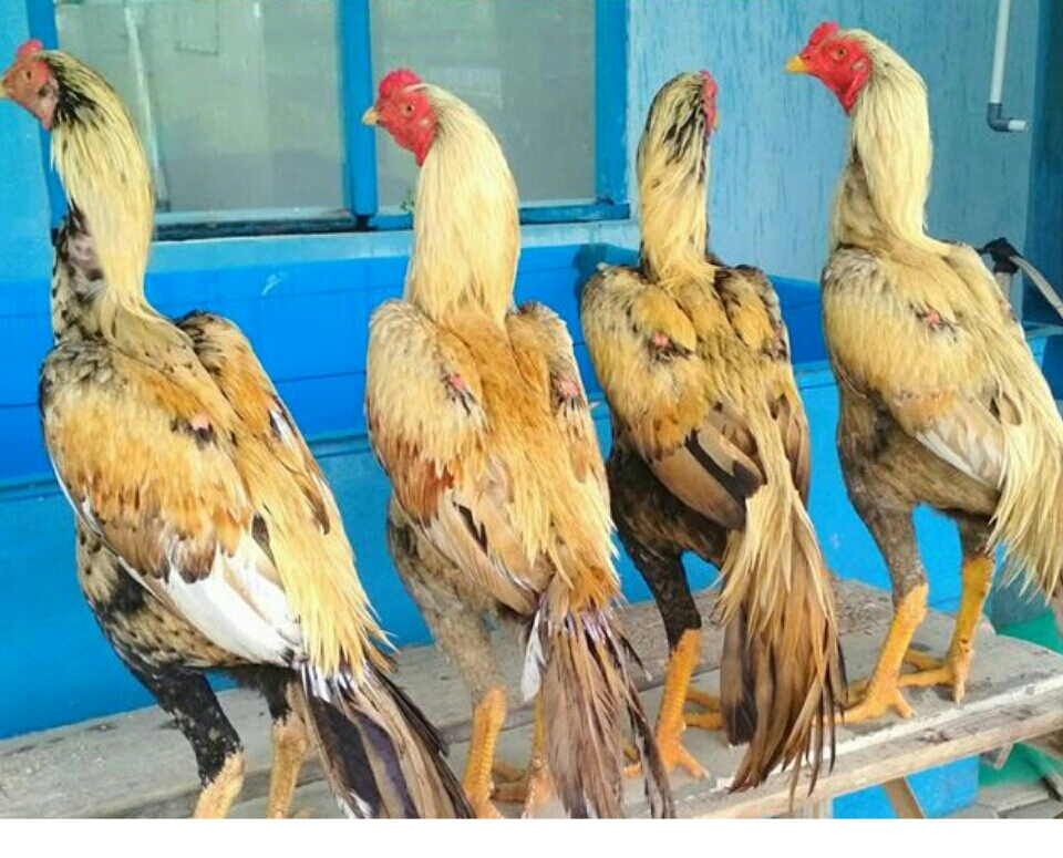  Ayam Bangkok Khas Bulu Jalak Wido Paling Populer AYAM 