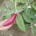 Cultivation of Brinjal