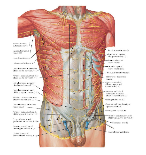 Nerves of Anterior Abdominal Wall Anatomy